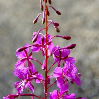 Image of fireweed.