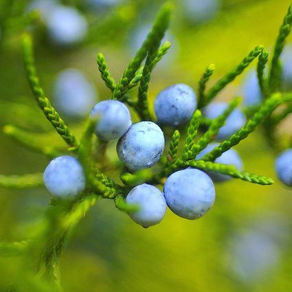 Image of Alaska blueberries