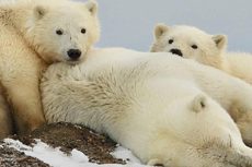 Image of Polar Bear sow and cubs.