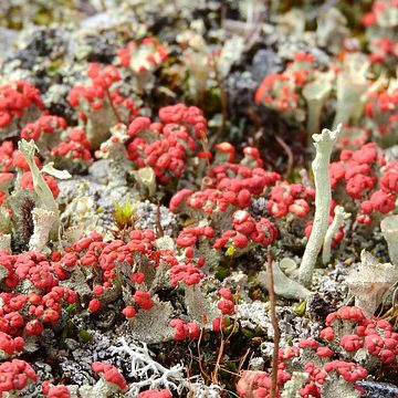 Image of Alaska moss and lichen