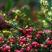 Image of cranberries